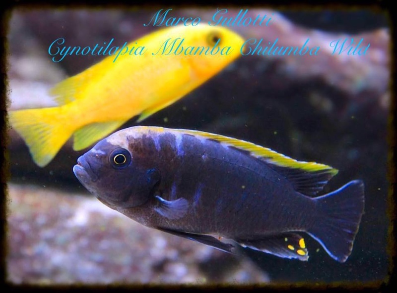 Cynotilapia aurifrons 'Chilumba'